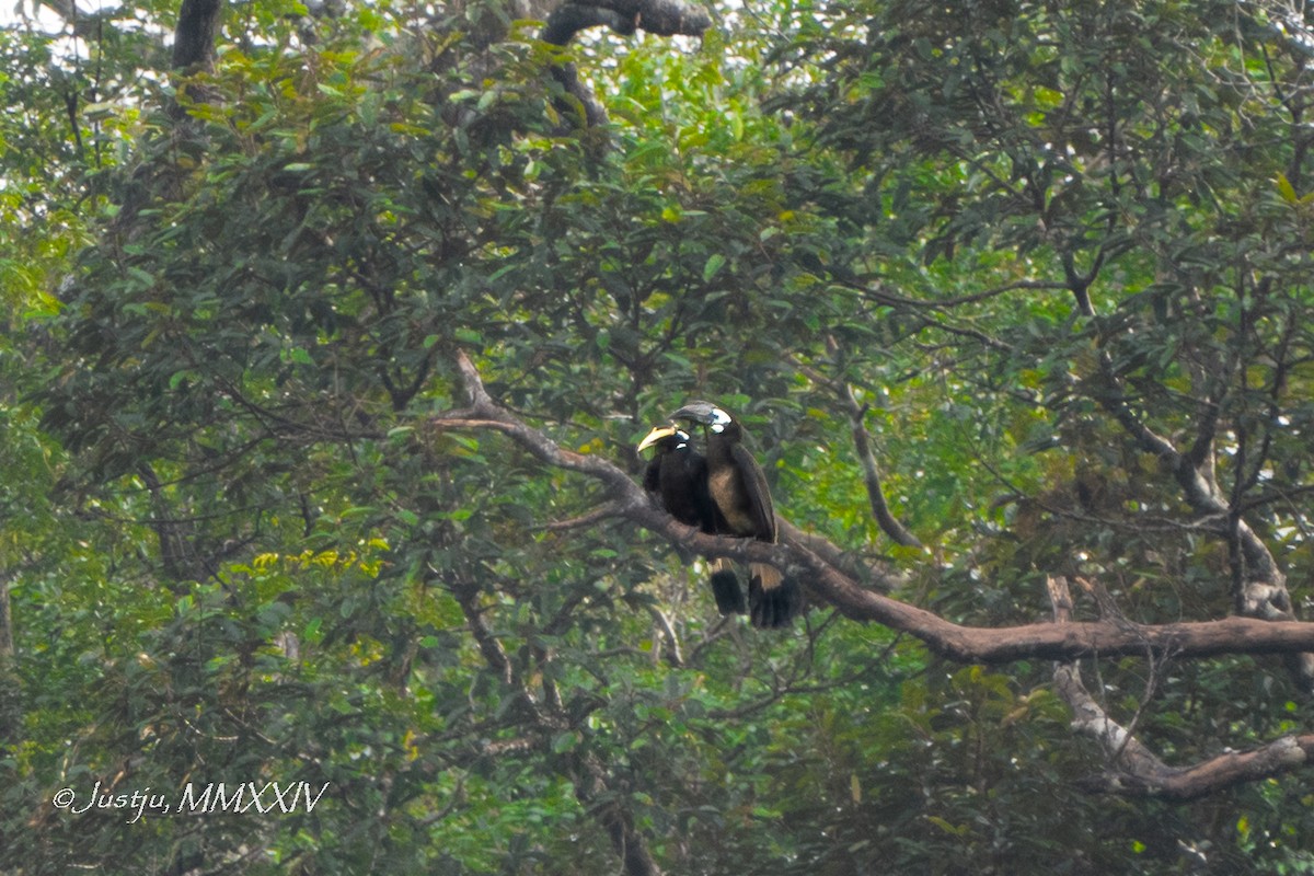 Bushy-crested Hornbill - ML623972262