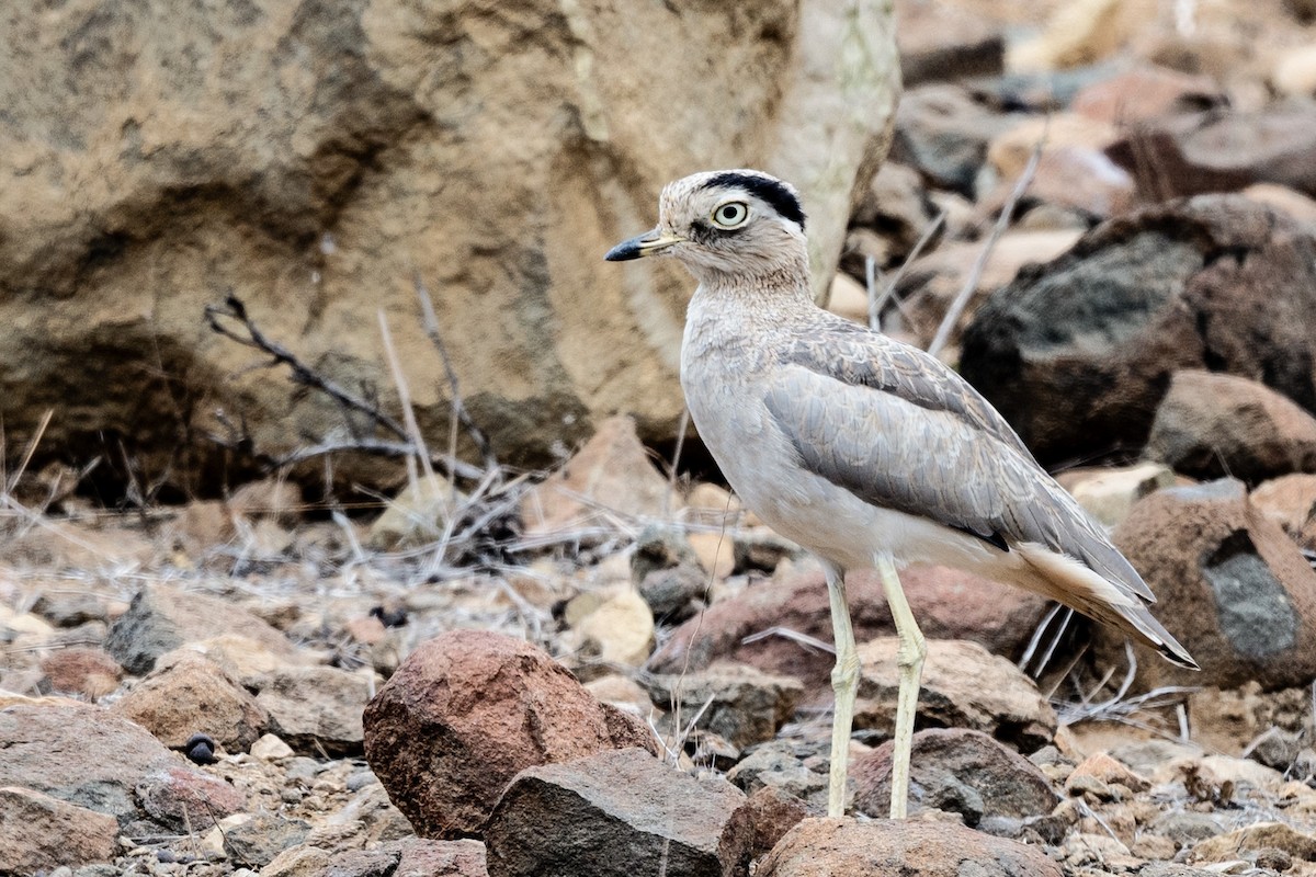 Peruvian Thick-knee - John Sterling