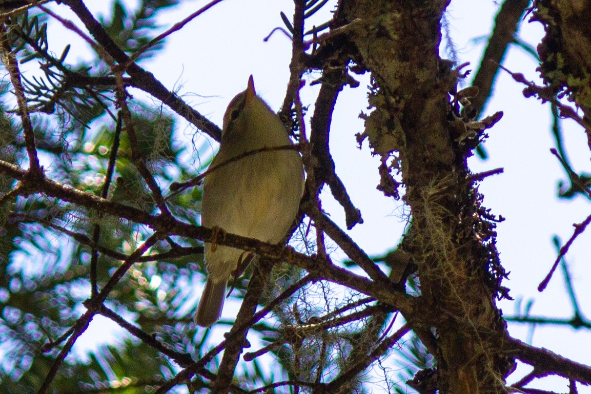 Mosquitero Verdoso - ML623972272