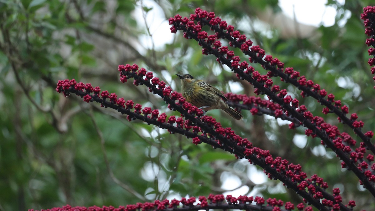 Macleay's Honeyeater - ML623972276