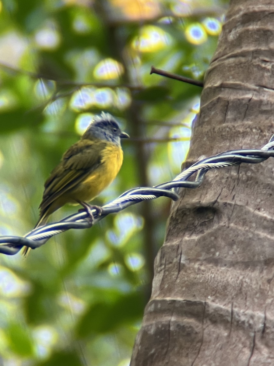 Gray-headed Tanager - ML623972277