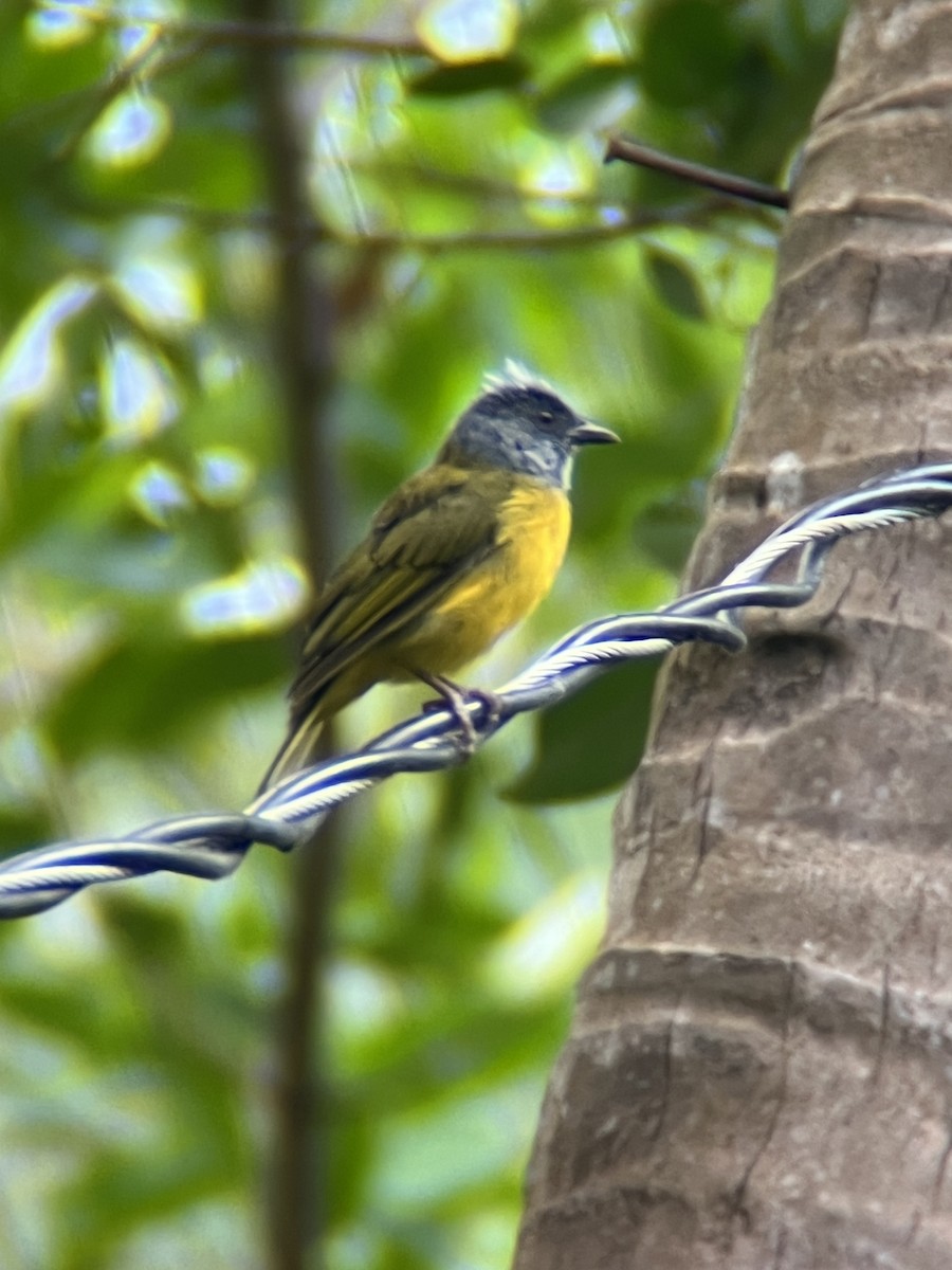 Gray-headed Tanager - ML623972278