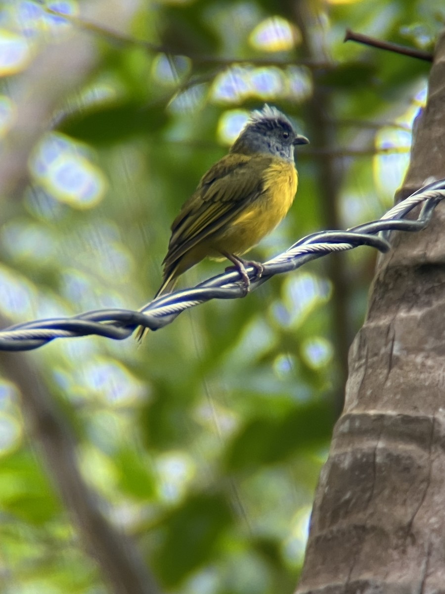 Gray-headed Tanager - ML623972279