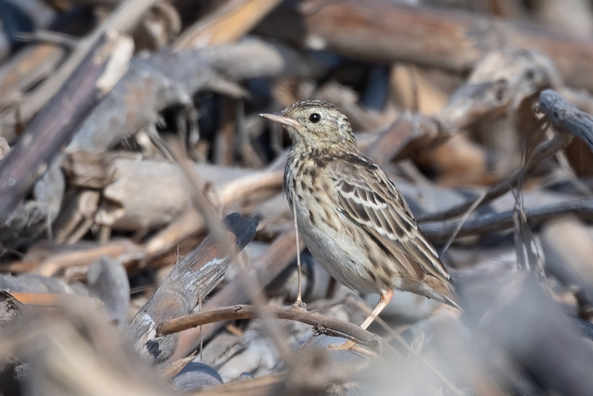 Peruvian Pipit - ML623972287