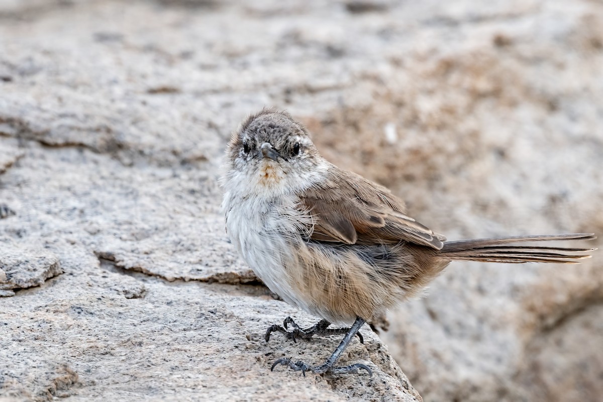 サボテンカマドドリ - ML623972294