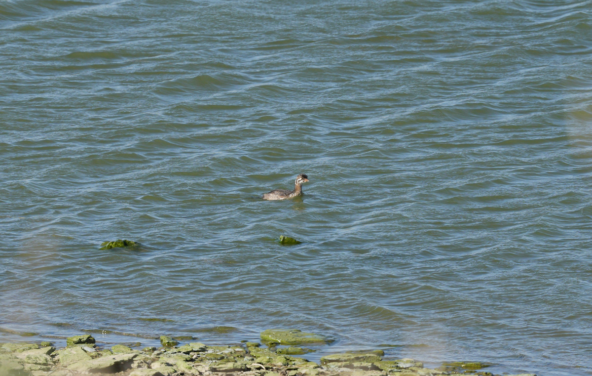 Pied-billed Grebe - ML623972310