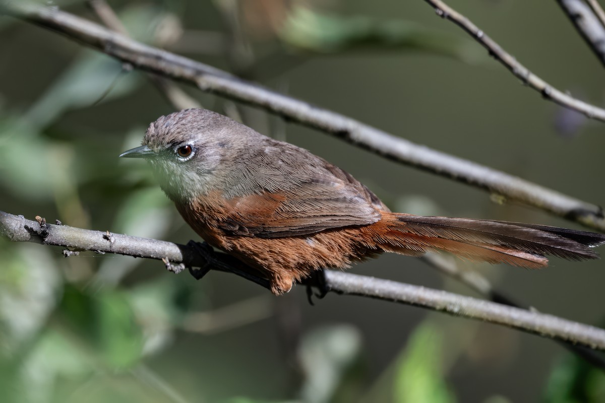 Russet-bellied Spinetail - ML623972314