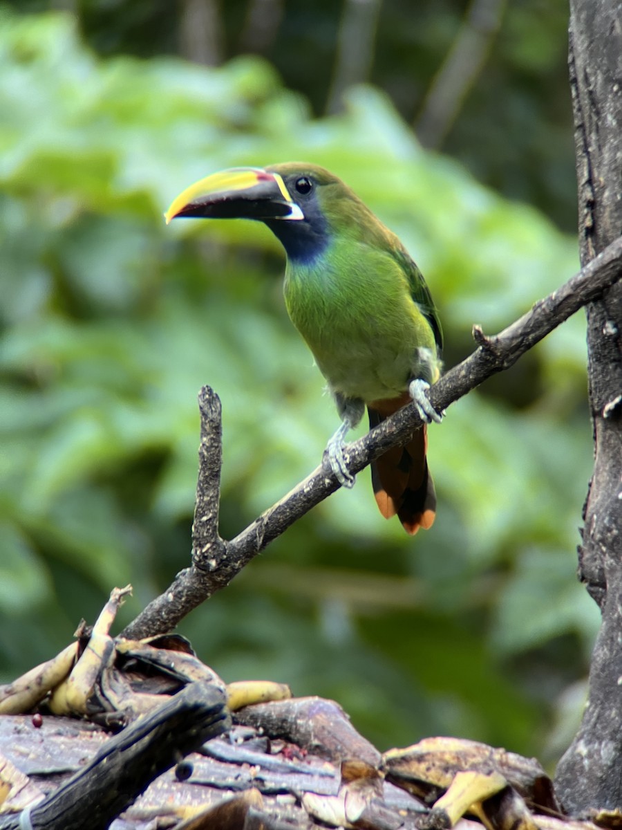 Northern Emerald-Toucanet - Rakshit Jain