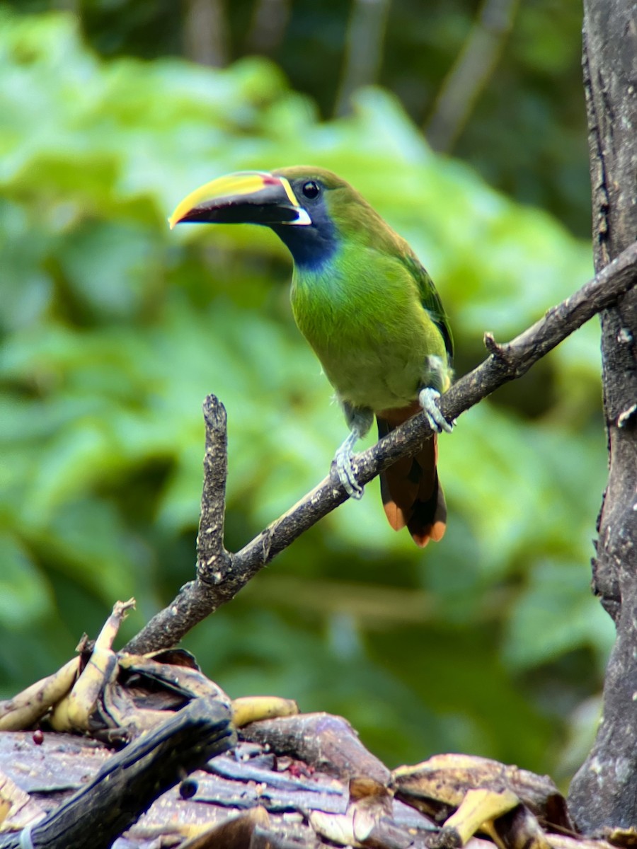 Northern Emerald-Toucanet - ML623972316