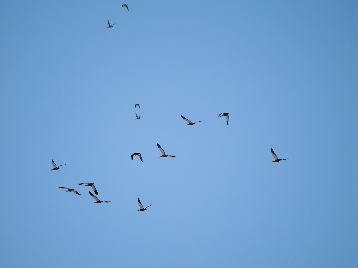 Ruddy Shelduck - Yawei Zhang