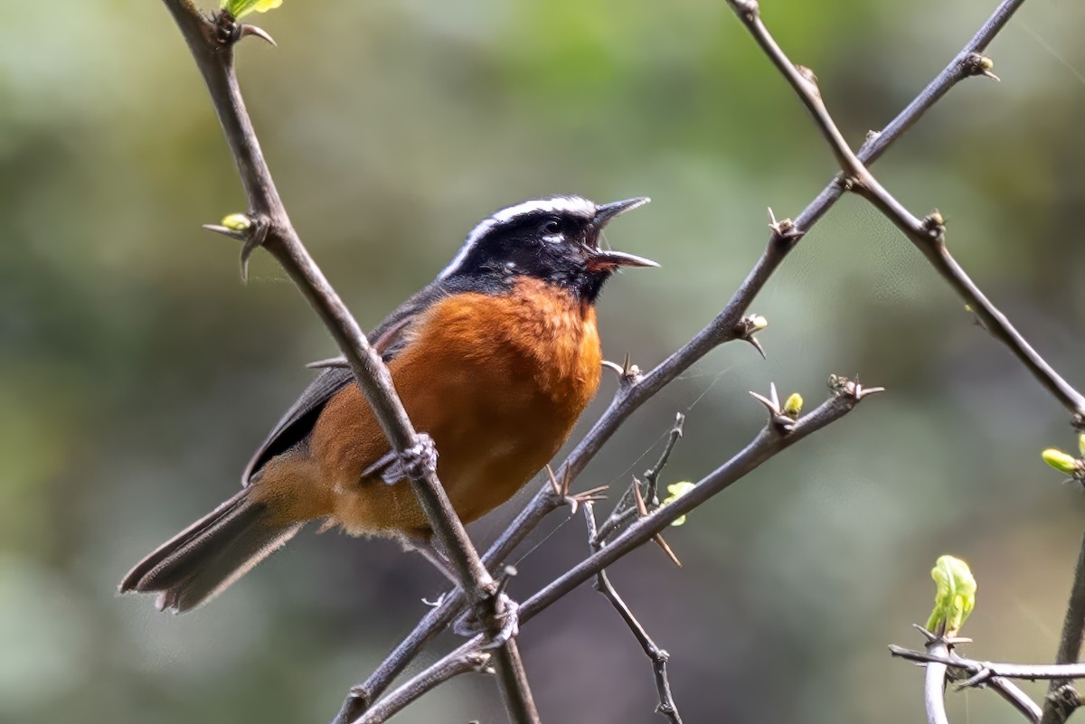 Black-eared Hemispingus - John Sterling