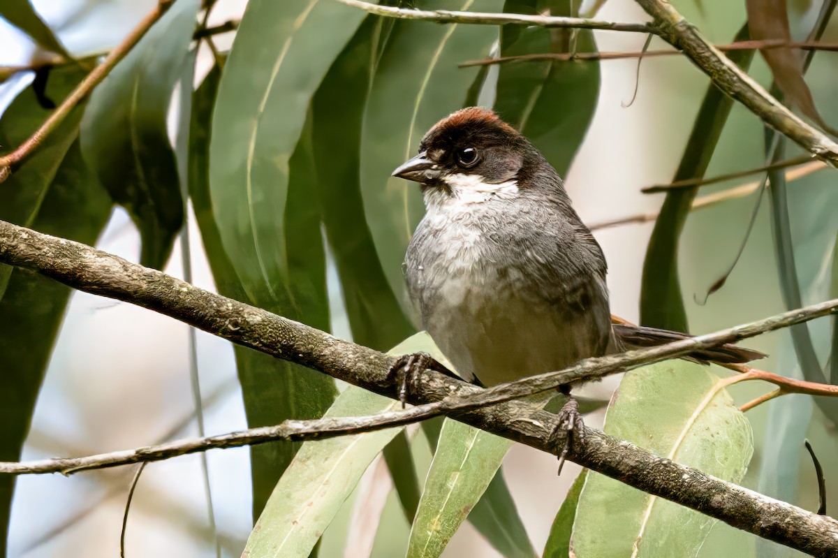 Bay-crowned Brushfinch - ML623972326