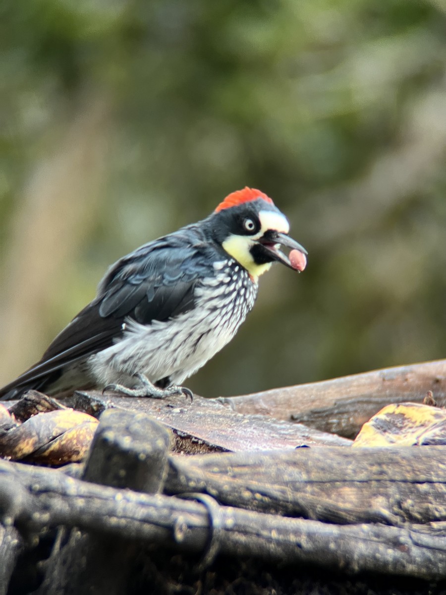 Acorn Woodpecker - ML623972332