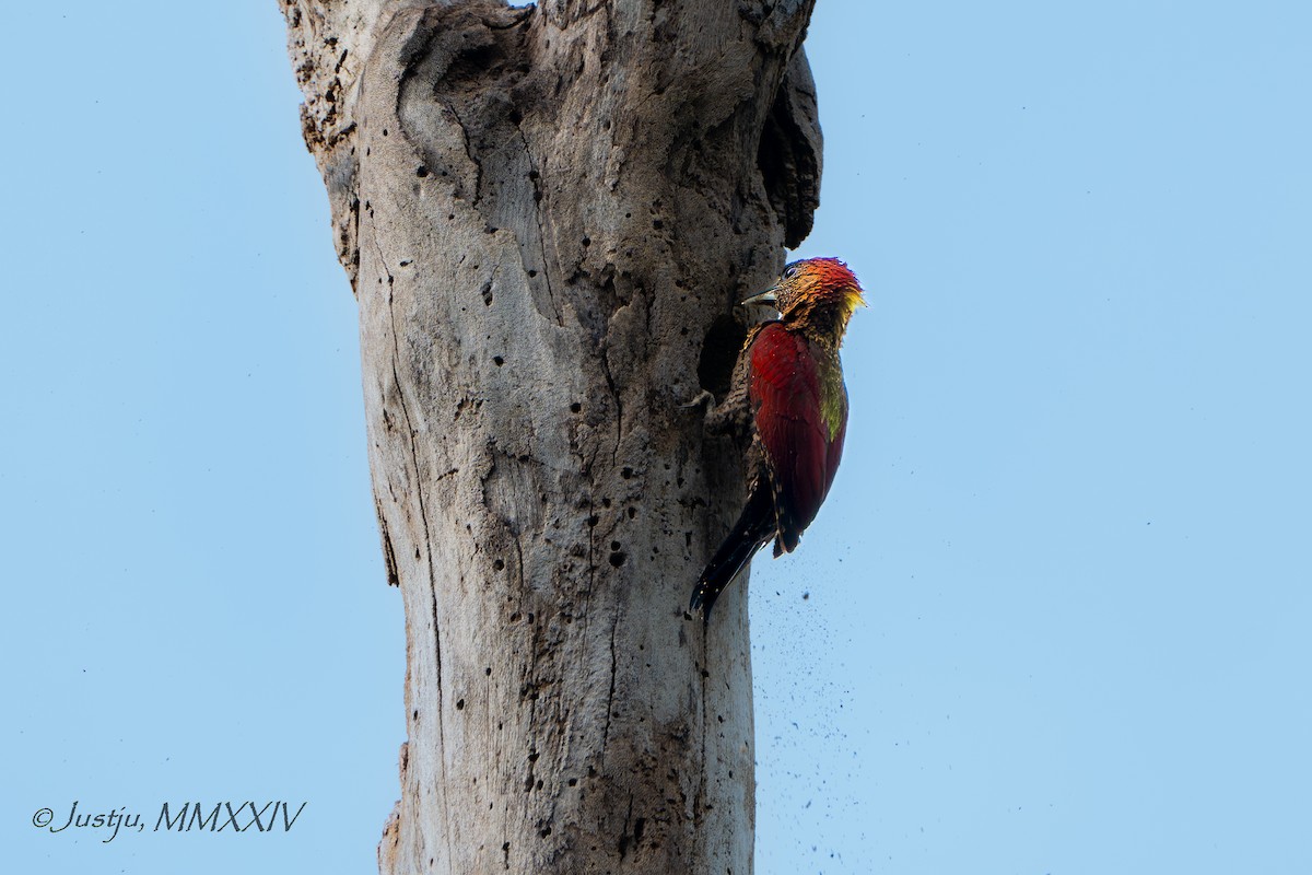 Banded Woodpecker - ML623972344
