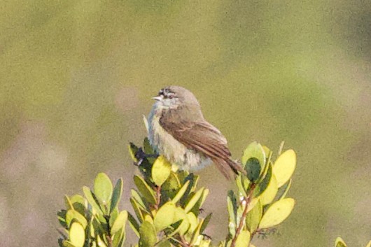 Southern Penduline-Tit - ML623972348