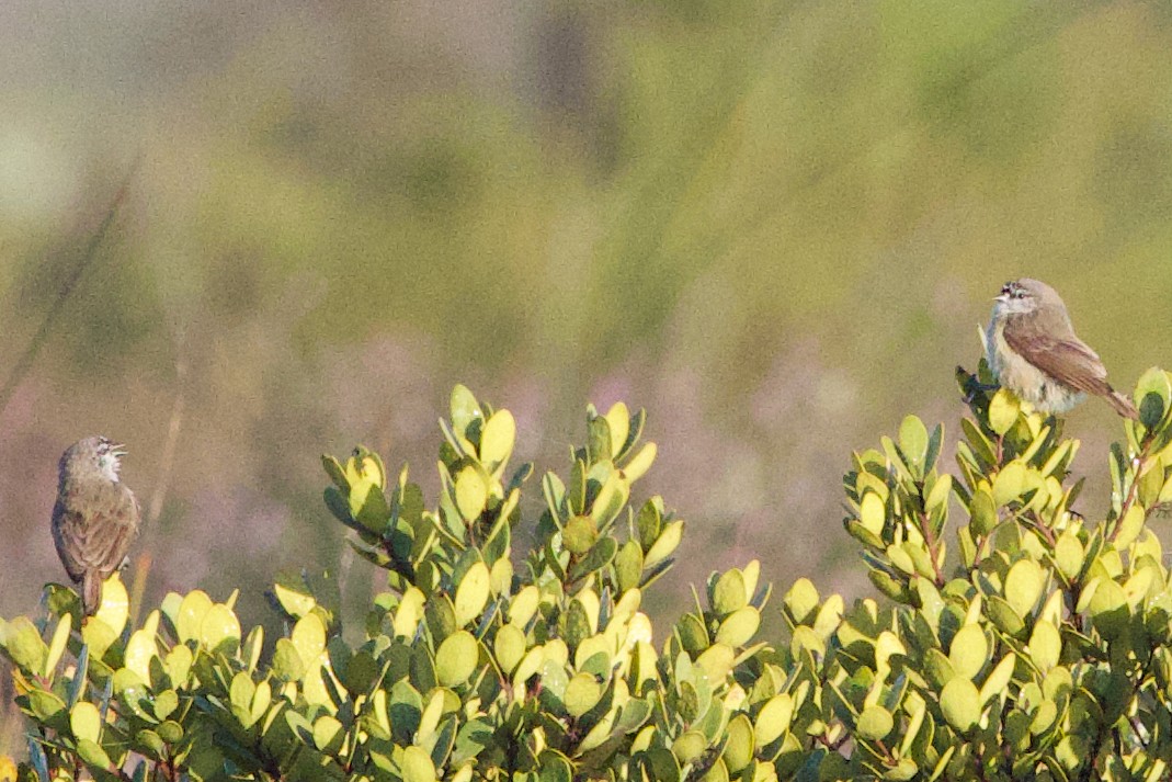 Southern Penduline-Tit - ML623972350