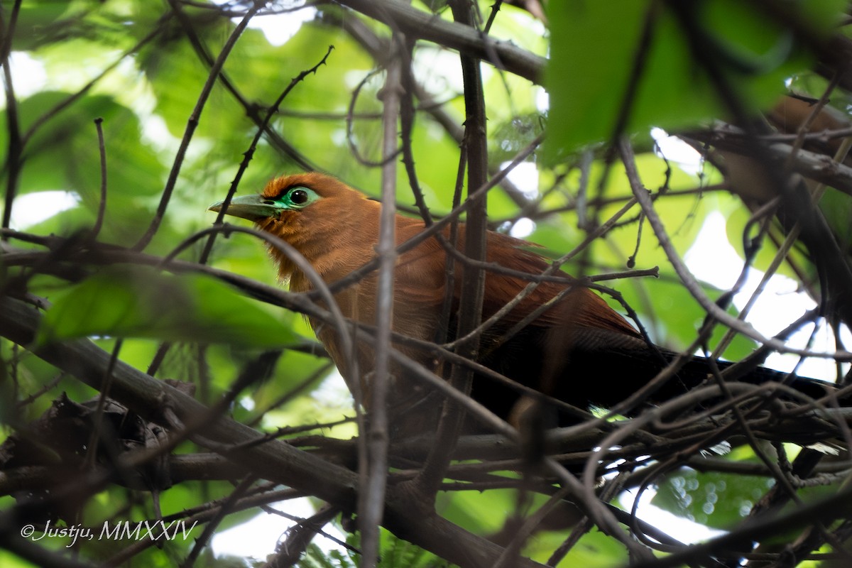 Raffles's Malkoha - ML623972357