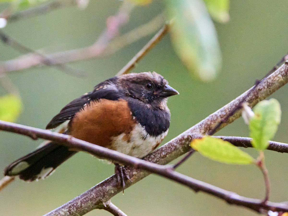 Spotted Towhee (oregonus Group) - ML623972364