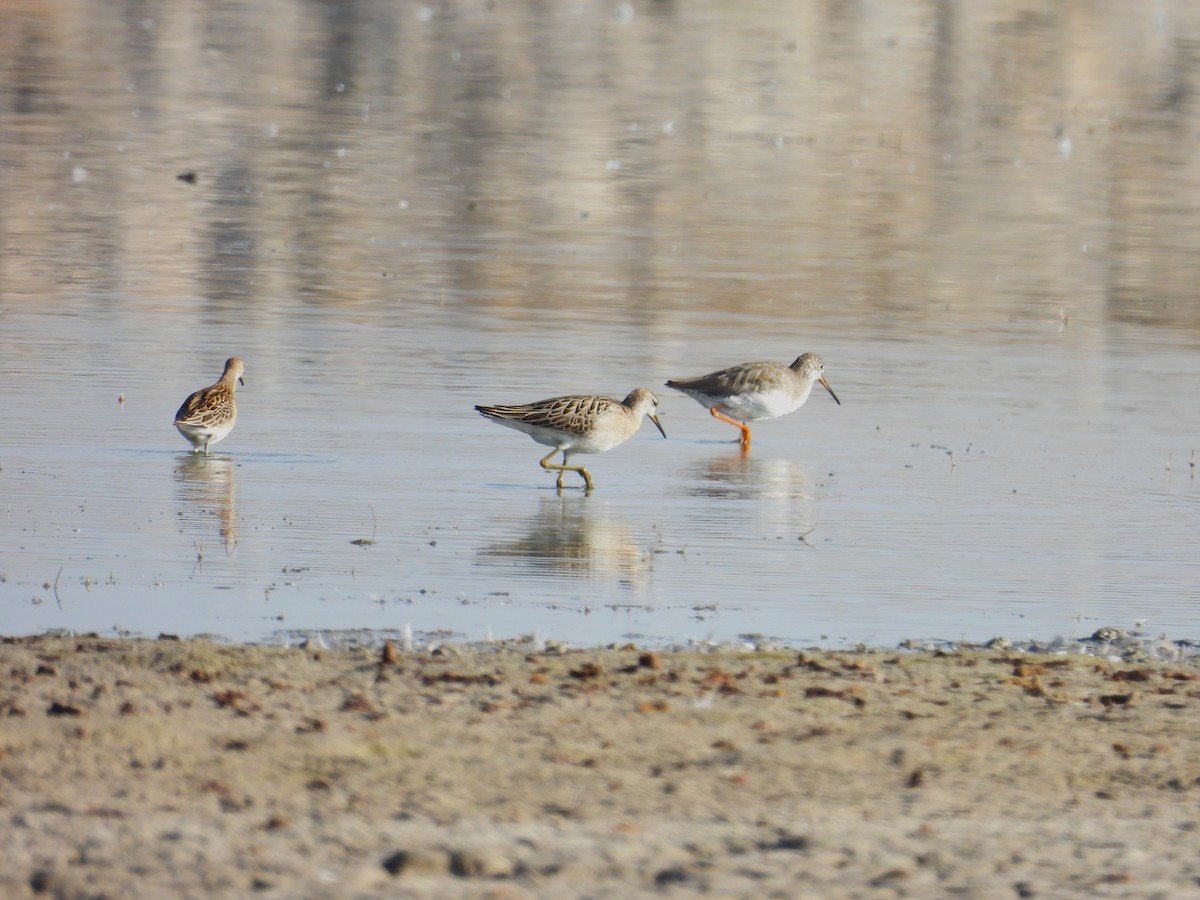 Common Redshank - ML623972371