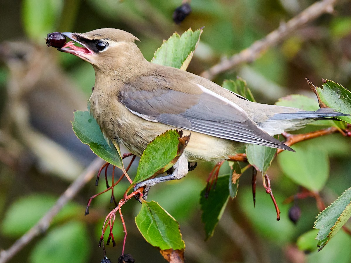 Cedar Waxwing - Scott Ramos