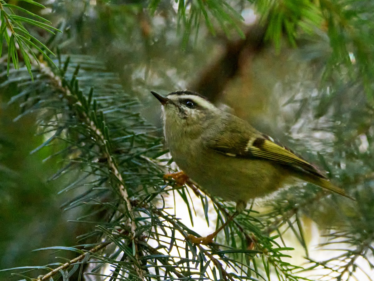 Golden-crowned Kinglet - Scott Ramos