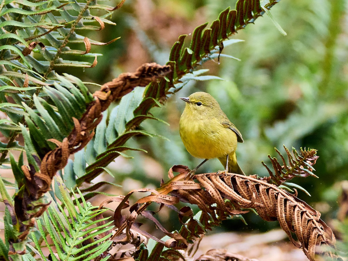 oransjekroneparula (lutescens) - ML623972395