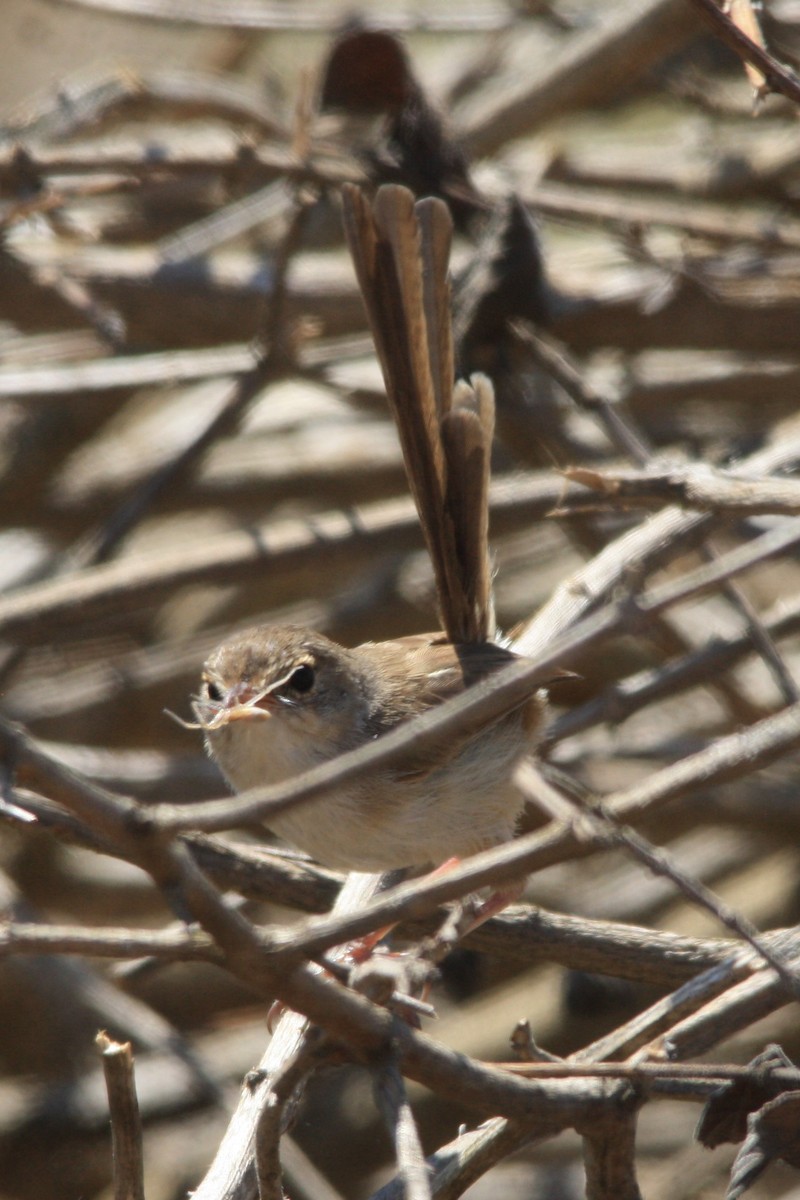 Red-backed Fairywren - ML623972396