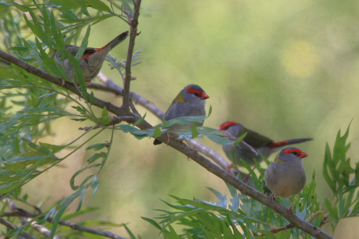 Red-browed Firetail - ML623972410