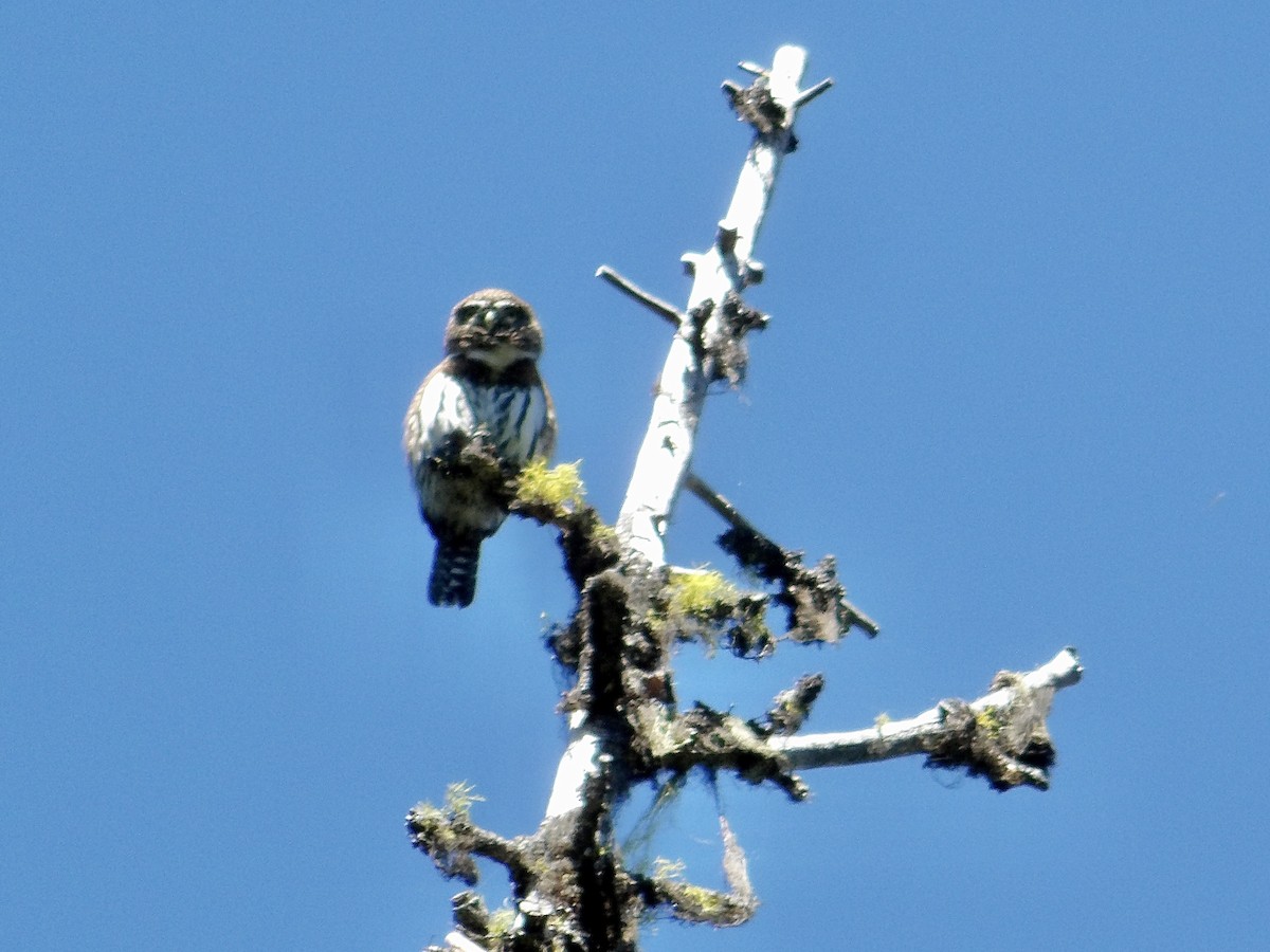 Northern Pygmy-Owl - ML623972435