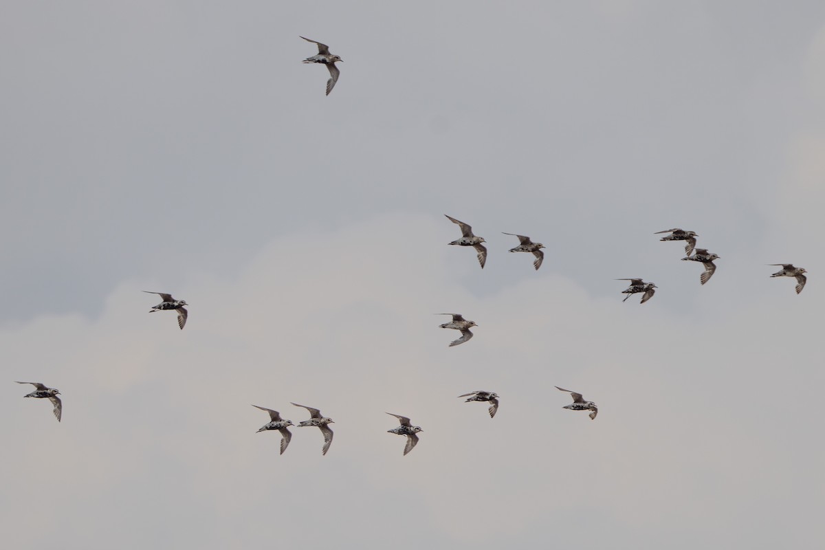 Pacific Golden-Plover - ML623972483