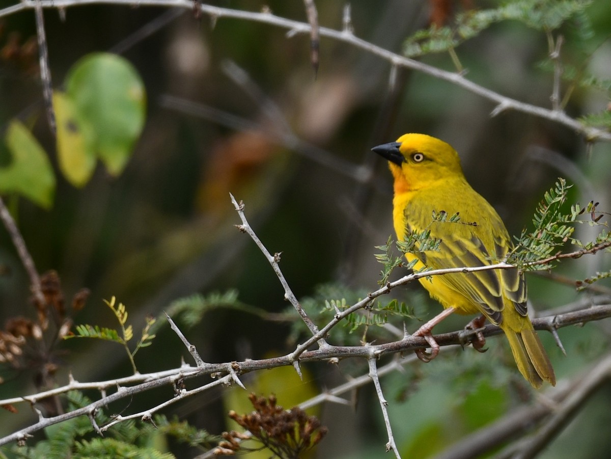 Orange Weaver - ML623972493