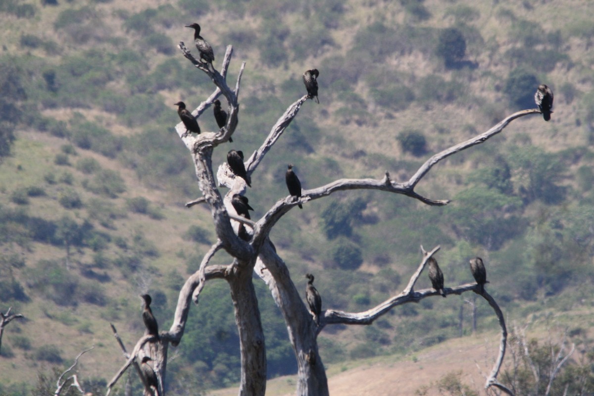 Little Black Cormorant - ML623972504