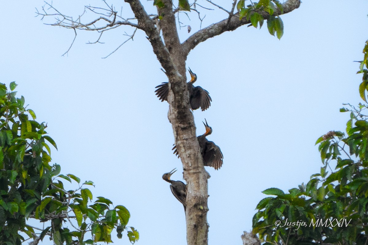 Great Slaty Woodpecker - ML623972506