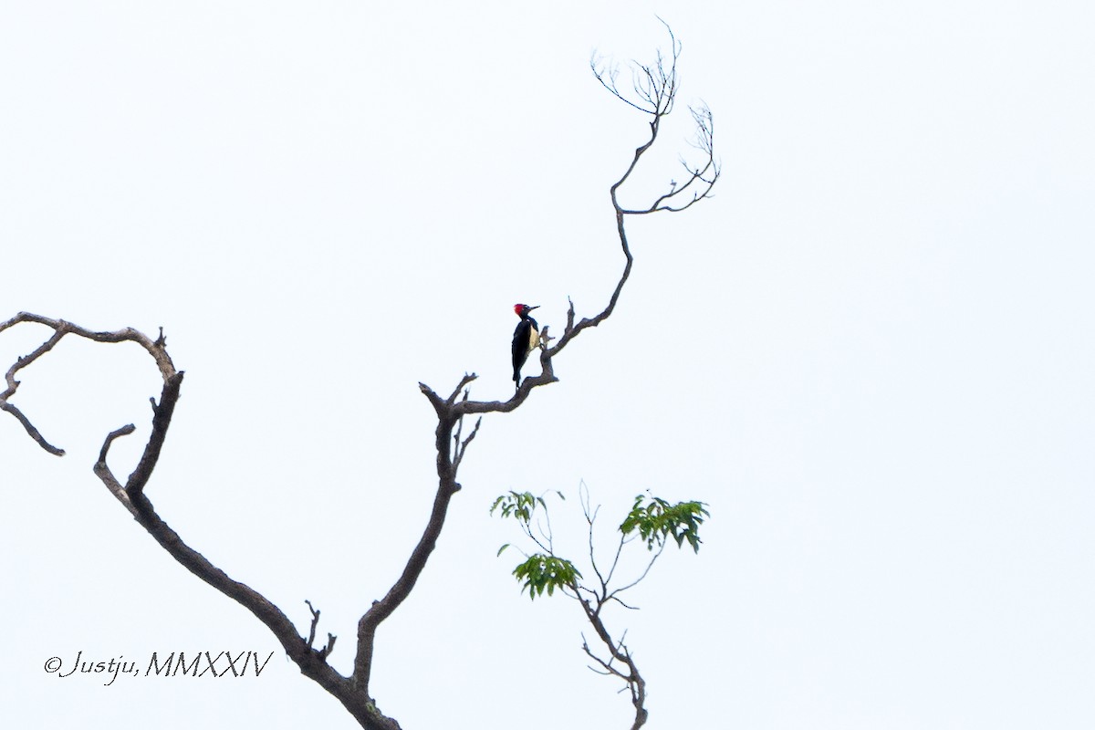 White-bellied Woodpecker - juliana low