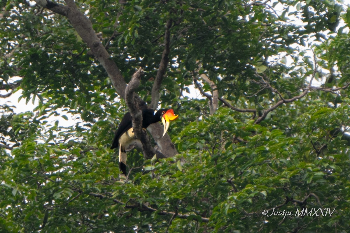 Rhinoceros Hornbill - ML623972512