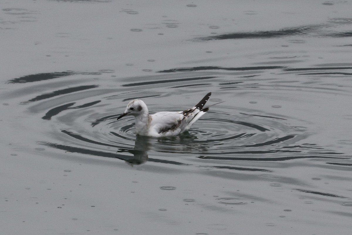 Bonaparte's Gull - ML623972523