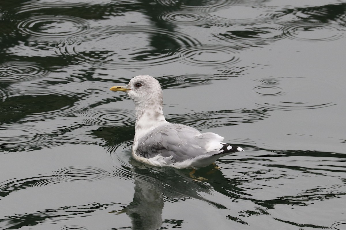 Short-billed Gull - ML623972527