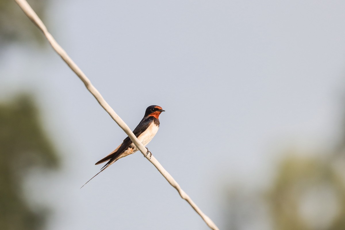 Barn Swallow - Nitiroj Boonsai