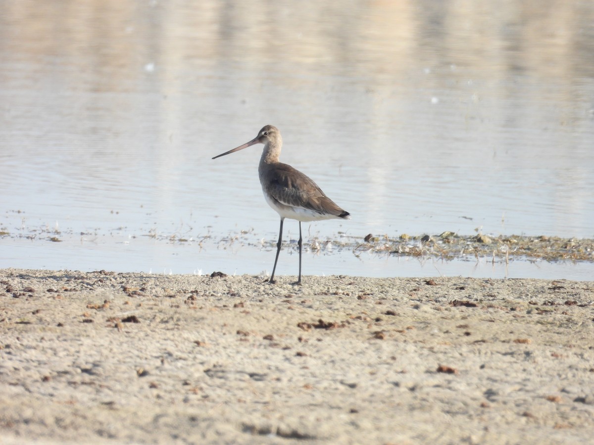 Black-tailed Godwit - ML623972546