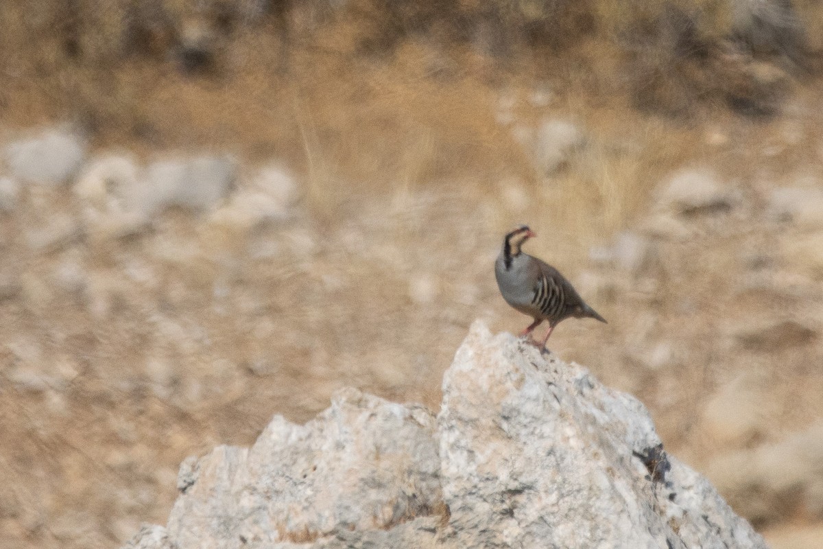 Chukar - ML623972550