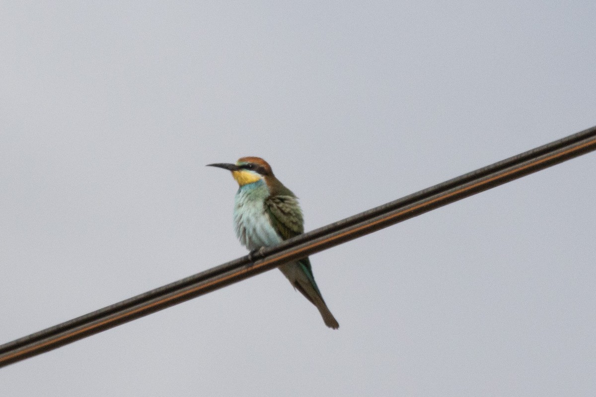 European Bee-eater - ML623972554