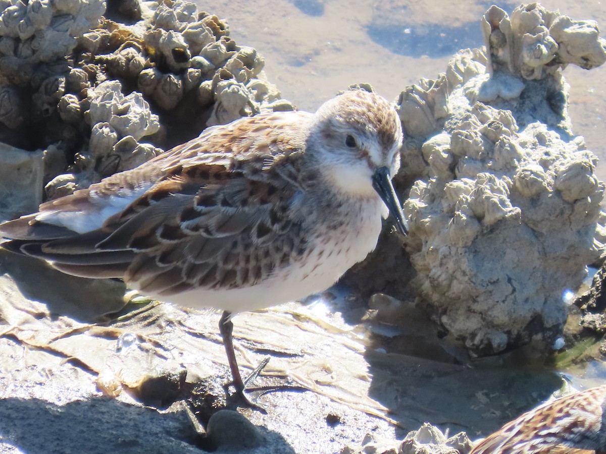 Semipalmated Sandpiper - ML623972558