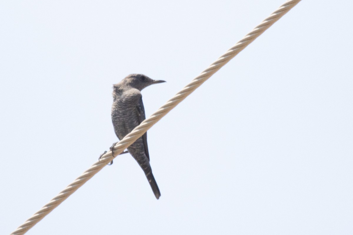 Blue Rock-Thrush - YILMAZ TANIYICI