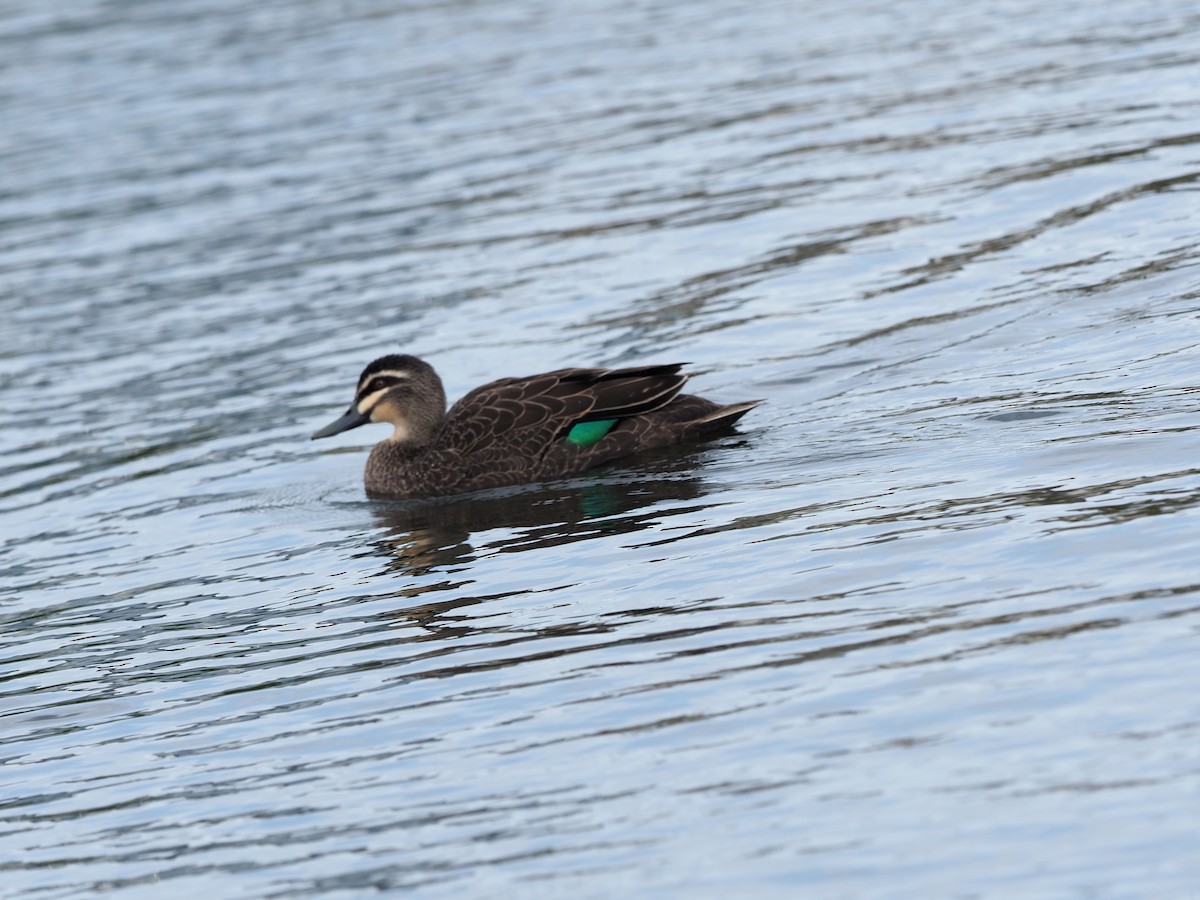 Pacific Black Duck - ML623972562