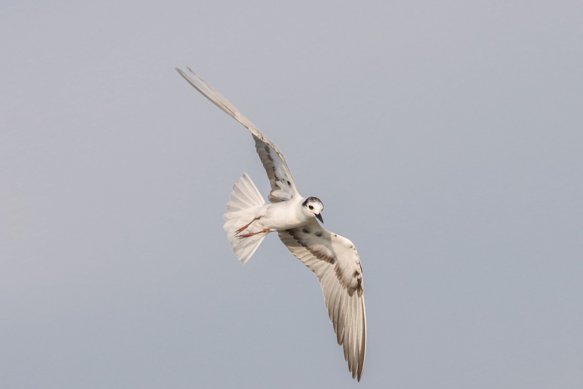 White-winged Tern - Nitiroj Boonsai