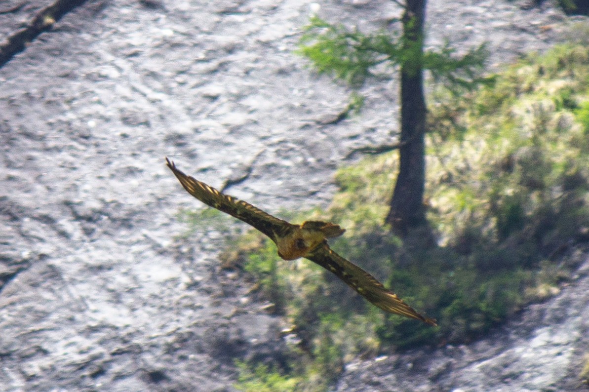 Bearded Vulture - Yixiao Liu