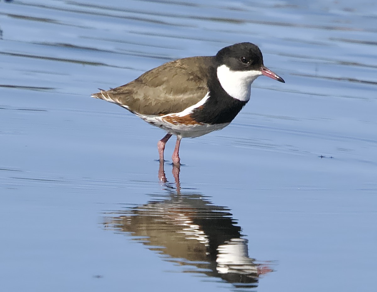 Red-kneed Dotterel - Allan Johns