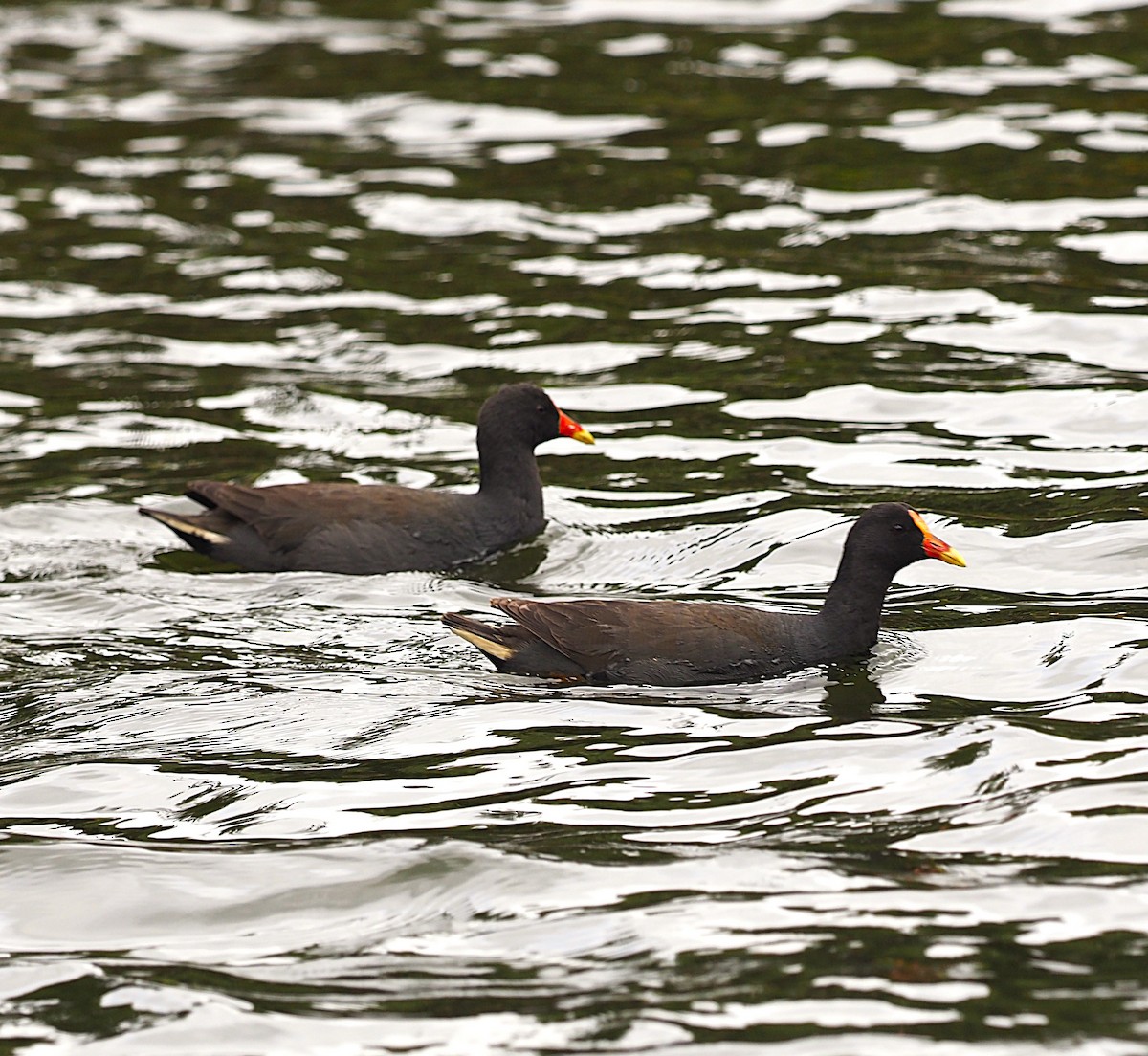 Dusky Moorhen - ML623972590