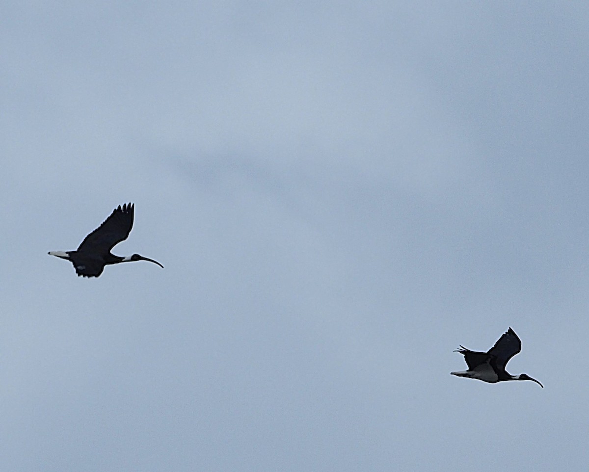 Straw-necked Ibis - ML623972595