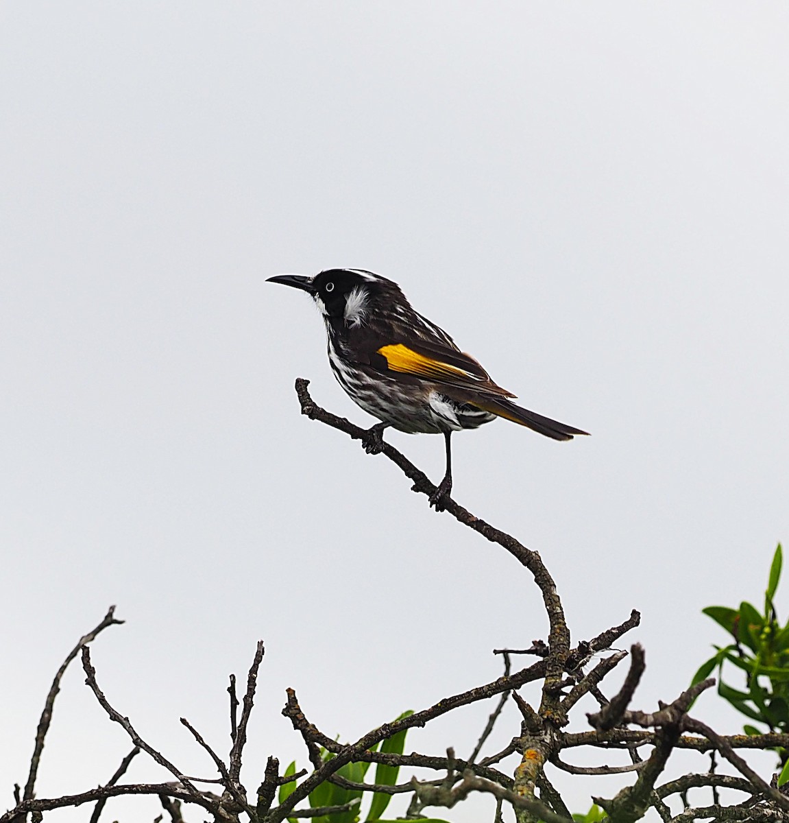 New Holland Honeyeater - ML623972596